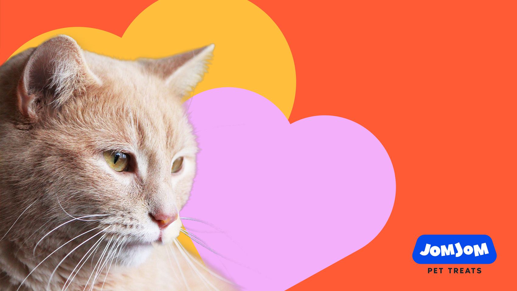 A cat wearing the JomJom graphic system