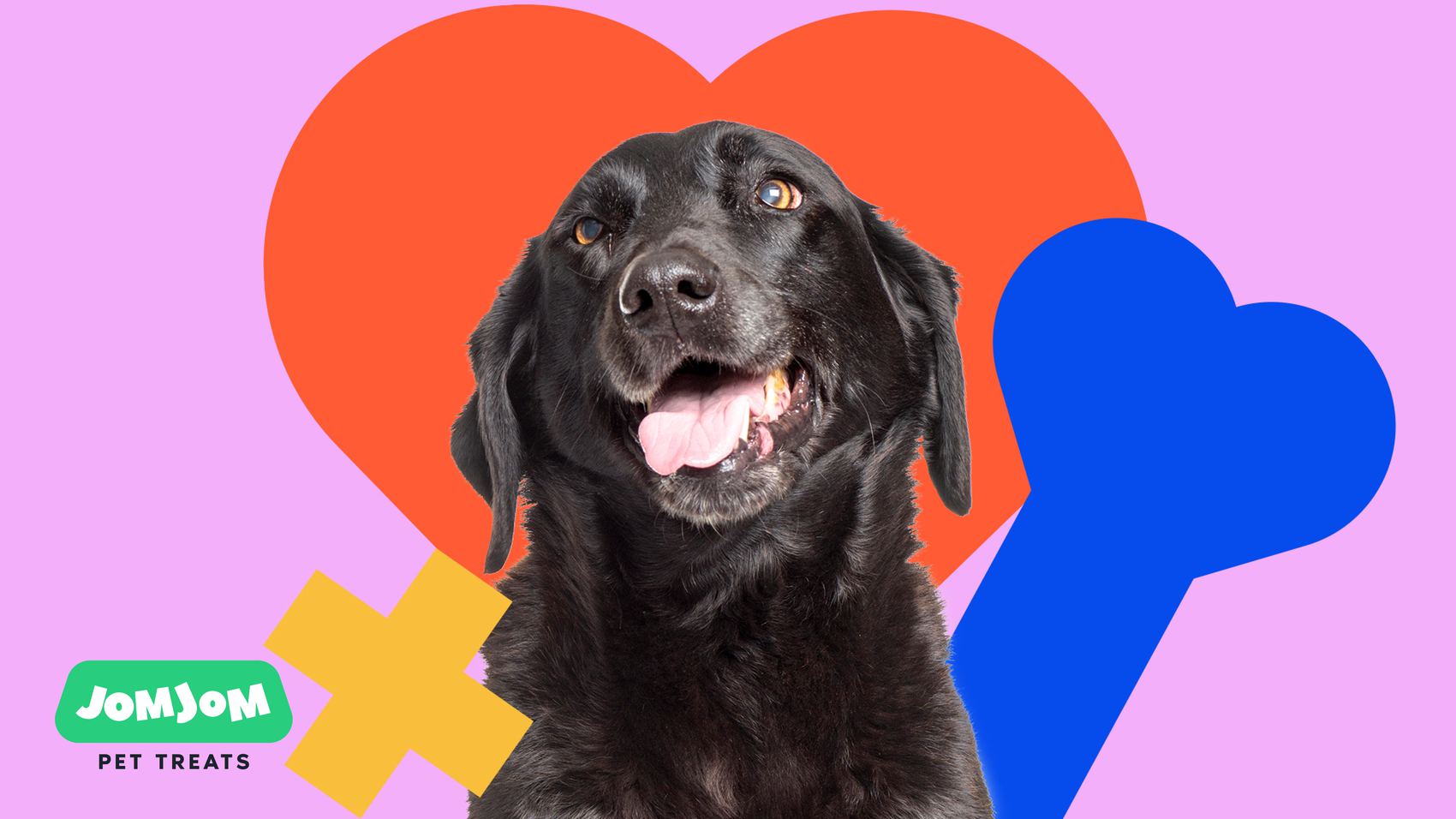 A dog wearing the JomJom graphic system