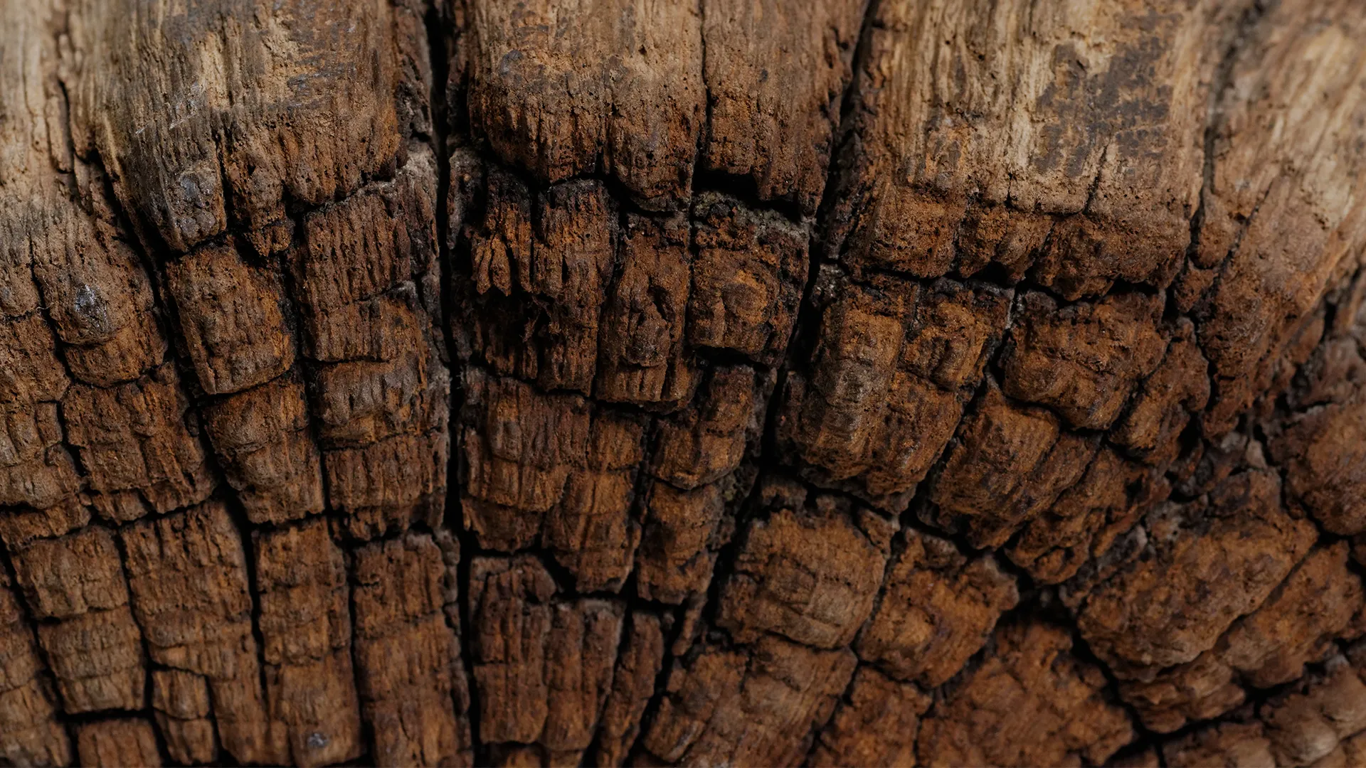 Veta de madera quemada en detalle